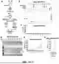 Fig. 02 - HIGH-THROUGHPUT SCREENING OF SARS-COV-2 VARIANTS