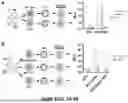 Fig. 07 - HIGH-THROUGHPUT SCREENING OF SARS-COV-2 VARIANTS
