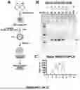 Fig. 08 - HIGH-THROUGHPUT SCREENING OF SARS-COV-2 VARIANTS