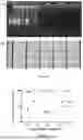 Fig. 09 - ONE-POT PATHOGEN DETECTION SYSTEM AND METHOD FOR REAL-TIME LATERAL FLOW ASSAY