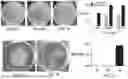 Fig. 07 - VISUAL CONTINUOUS SPATIAL DIRECTED EVOLUTION METHOD