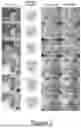 Fig. 04 - Photorealistic Talking Faces from Audio