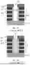 Fig. 11 - NANOSTRUCTURE TRANSISTORS WITH SOURCE/DRAIN TRENCH CONTACT LINERS