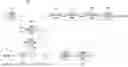 Fig. 01 - AFFINE MODEL-BASED IMAGE ENCODING/DECODING METHOD AND DEVICE