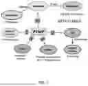 Fig. 02 - COMPOSITIONS AND METHODS TO SUPPRESS TUMOR GROWTH IN BONE, PREVENT CACHECTIC MUSCLE LOSS, AND PRESERVE SKELETAL INTEGRITY
