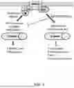 Fig. 03 - COMPOSITIONS AND METHODS TO SUPPRESS TUMOR GROWTH IN BONE, PREVENT CACHECTIC MUSCLE LOSS, AND PRESERVE SKELETAL INTEGRITY