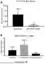 Fig. 07 - COMPOSITIONS AND METHODS TO SUPPRESS TUMOR GROWTH IN BONE, PREVENT CACHECTIC MUSCLE LOSS, AND PRESERVE SKELETAL INTEGRITY