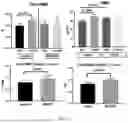 Fig. 19 - COMPOSITIONS AND METHODS TO SUPPRESS TUMOR GROWTH IN BONE, PREVENT CACHECTIC MUSCLE LOSS, AND PRESERVE SKELETAL INTEGRITY