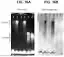 Fig. 35 - ESCHERICHIA COLI COMPOSITIONS AND METHODS THEREOF