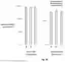 Fig. 64 - CORONAVIRUS AND INFLUENZA COMPOSITIONS AND METHODS FOR USING THEM