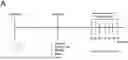 Fig. 01 - COMPOSITIONS AND METHODS FOR INDUCING IMMUNE TOLERANCE