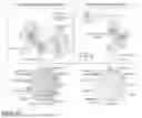 Fig. 35 - METHODS FOR PROMOTING TISSUE REGENERATION