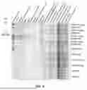 Fig. 09 - COMBINATION THERAPIES