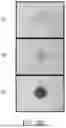 Fig. 43 - MODIFIED IMMUNE CELLS AND METHODS OF USING THE SAME