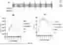 Fig. 47 - CHIMERIC ANTIGEN RECEPTOR (CAR)-T SIGNALING OPTIMIZATION FOR TUNING ANTIGEN ACTIVATION THRESHOLD