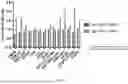 Fig. 64 - CHIMERIC ANTIGEN RECEPTOR (CAR)-T SIGNALING OPTIMIZATION FOR TUNING ANTIGEN ACTIVATION THRESHOLD