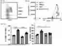 Fig. 16 - COMPOSITIONS AND METHODS COMPRISING CAR T CELLS COMPRISING PRDM1 AND/OR NR4A3 KNOCKOUT