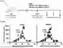 Fig. 20 - COMPOSITIONS AND METHODS COMPRISING CAR T CELLS COMPRISING PRDM1 AND/OR NR4A3 KNOCKOUT