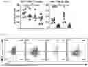Fig. 32 - COMPOSITIONS AND METHODS COMPRISING CAR T CELLS COMPRISING PRDM1 AND/OR NR4A3 KNOCKOUT