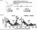 Fig. 35 - COMPOSITIONS AND METHODS COMPRISING CAR T CELLS COMPRISING PRDM1 AND/OR NR4A3 KNOCKOUT