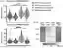 Fig. 40 - COMPOSITIONS AND METHODS COMPRISING CAR T CELLS COMPRISING PRDM1 AND/OR NR4A3 KNOCKOUT