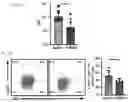 Fig. 48 - COMPOSITIONS AND METHODS COMPRISING CAR T CELLS COMPRISING PRDM1 AND/OR NR4A3 KNOCKOUT