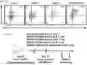 Fig. 59 - COMPOSITIONS AND METHODS COMPRISING CAR T CELLS COMPRISING PRDM1 AND/OR NR4A3 KNOCKOUT