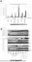 Fig. 08 - METHODS AND COMPOSITIONS FOR TREATING EPSTEIN BARR VIRUS-ASSOCIATED CANCER