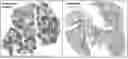 Fig. 01 - CATIONIC LIPID FOR COVALENT MODIFICATION OF PEPTIDES