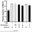 Fig. 12 - CATIONIC LIPID FOR COVALENT MODIFICATION OF PEPTIDES