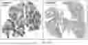 Fig. 28 - CATIONIC LIPID FOR COVALENT MODIFICATION OF PEPTIDES