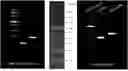 Fig. 01 - Therapeutic Compounds for Inhibiting and Reducing the Expression of Cell Surface Proteins