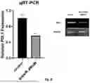 Fig. 06 - Therapeutic Compounds for Inhibiting and Reducing the Expression of Cell Surface Proteins