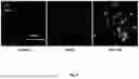 Fig. 09 - Therapeutic Compounds for Inhibiting and Reducing the Expression of Cell Surface Proteins