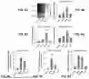 Fig. 12 - COMBINATION TREATMENT FOR SOLID TUMORS INCLUDING A STING AGONIST AND A CCR2 ANTAGONIST