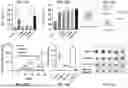 Fig. 20 - COMBINATION TREATMENT FOR SOLID TUMORS INCLUDING A STING AGONIST AND A CCR2 ANTAGONIST