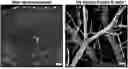 Fig. 01 - ENGINEERED TARGETING COMPOSITIONS FOR ENDOTHELIAL CELLS OF THE CENTRAL NERVOUS SYSTEM VASCULATURE AND METHODS OF USE THEREOF
