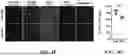 Fig. 07 - ENGINEERED TARGETING COMPOSITIONS FOR ENDOTHELIAL CELLS OF THE CENTRAL NERVOUS SYSTEM VASCULATURE AND METHODS OF USE THEREOF