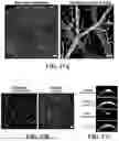Fig. 22 - ENGINEERED TARGETING COMPOSITIONS FOR ENDOTHELIAL CELLS OF THE CENTRAL NERVOUS SYSTEM VASCULATURE AND METHODS OF USE THEREOF