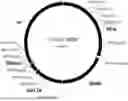 Fig. 01 - Gene therapy DNA vector based on gene therapy DNA vector VTvaf17 carrying the therapeutic gene selected from the group of BDNF, VEGFA, BFGF, NGF, GDNF, NT3, CNTF, and IGF1 genes for increasing the expression level of these therapeutic genes, method of its production and use, Escherichia coli strain SCS110-AF/VTvaf17-BDNF, or Escherichia coli strain SCS110-AF/VTvaf17-VEGFA, or Escherichia coli strain SCS110-AF/VTvaf17-BFGF, or Escherichia coli strain SCS110-AF/VTvaf17-NGF, or Escherichia coli str