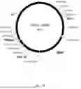 Fig. 02 - Gene therapy DNA vector based on gene therapy DNA vector VTvaf17 carrying the therapeutic gene selected from the group of BDNF, VEGFA, BFGF, NGF, GDNF, NT3, CNTF, and IGF1 genes for increasing the expression level of these therapeutic genes, method of its production and use, Escherichia coli strain SCS110-AF/VTvaf17-BDNF, or Escherichia coli strain SCS110-AF/VTvaf17-VEGFA, or Escherichia coli strain SCS110-AF/VTvaf17-BFGF, or Escherichia coli strain SCS110-AF/VTvaf17-NGF, or Escherichia coli str