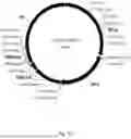 Fig. 07 - Gene therapy DNA vector based on gene therapy DNA vector VTvaf17 carrying the therapeutic gene selected from the group of BDNF, VEGFA, BFGF, NGF, GDNF, NT3, CNTF, and IGF1 genes for increasing the expression level of these therapeutic genes, method of its production and use, Escherichia coli strain SCS110-AF/VTvaf17-BDNF, or Escherichia coli strain SCS110-AF/VTvaf17-VEGFA, or Escherichia coli strain SCS110-AF/VTvaf17-BFGF, or Escherichia coli strain SCS110-AF/VTvaf17-NGF, or Escherichia coli str