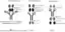 Fig. 02 - IL-12/IL-18 SUPERKINES