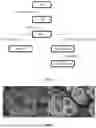 Fig. 02 - Oxygen evolution reaction electrode catalyst assembly comprising dendritic nickel foam, its use and a method to produce said assembly
