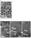 Fig. 07 - METHOD OF PRODUCING HETEROJUNCTION MATERIAL FOR MEXENE OF METAL PHOSPHIDE AND METAL CARBIDE AND ELECTROCATALYST COMPOSITE USING THE SAME