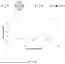 Fig. 21 - TRANSVERSE ALTERNATING CURRENT ELECTROPHORESIS SYSTEMS AND METHODS
