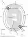 Fig. 02 - SYSTEMS AND METHODS FOR NON-INVASIVE SCREENING OF INDIVIDUALS