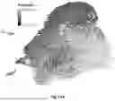 Fig. 35 - SLIDE-LEVEL UNCERTAINTY QUANTIFICATION FOR DEEP LEARNING PREDICTIONS IN DIGITAL HISTOPATHOLOGY