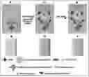 Fig. 01 - METHOD FOR LATERAL FLOW IMMUNOASSAY