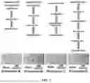 Fig. 04 - METHOD FOR LATERAL FLOW IMMUNOASSAY